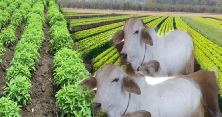 युवा किसानों को पशुपालन व जैविक खेती से जोड़कर 6 महीने में दोगुनी आय की  योजना | | Dairy Today
